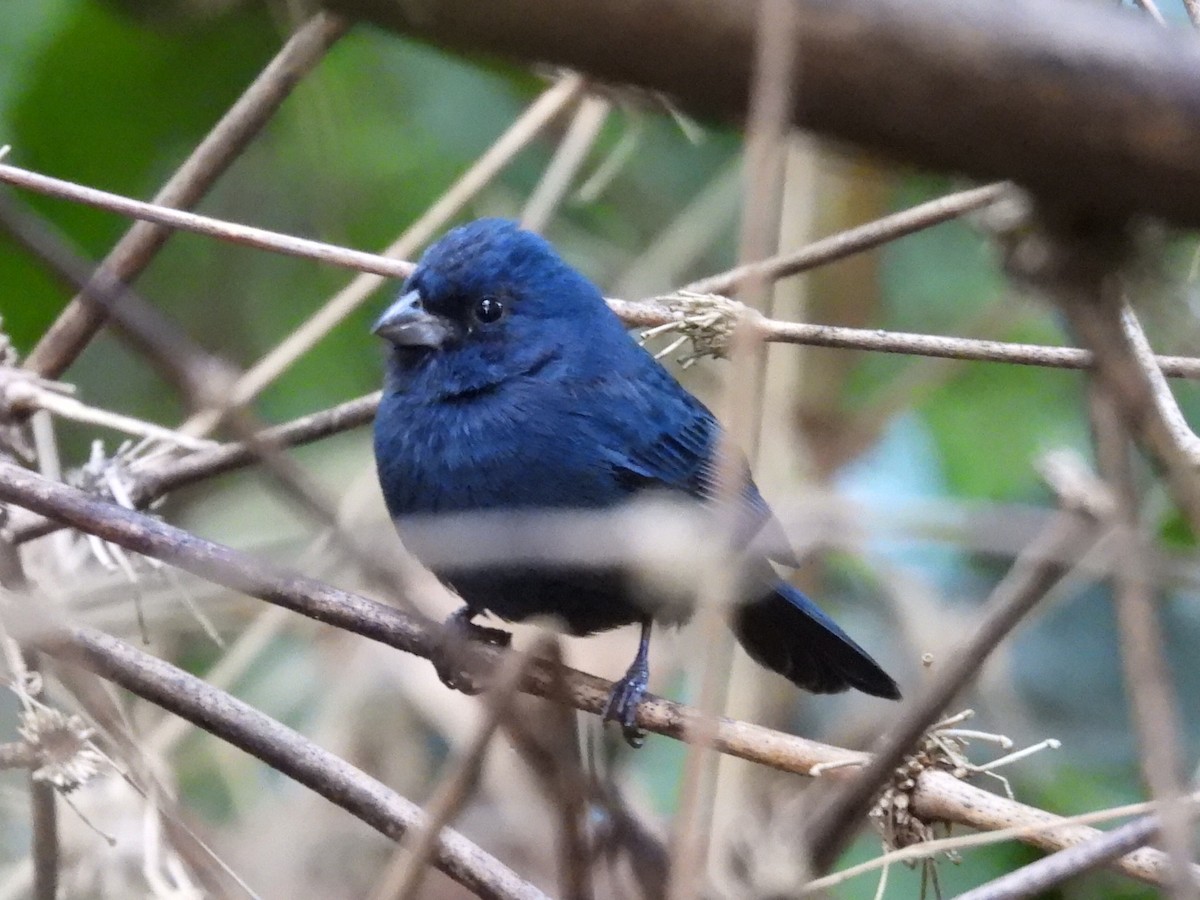 Blue Seedeater - ML631297811