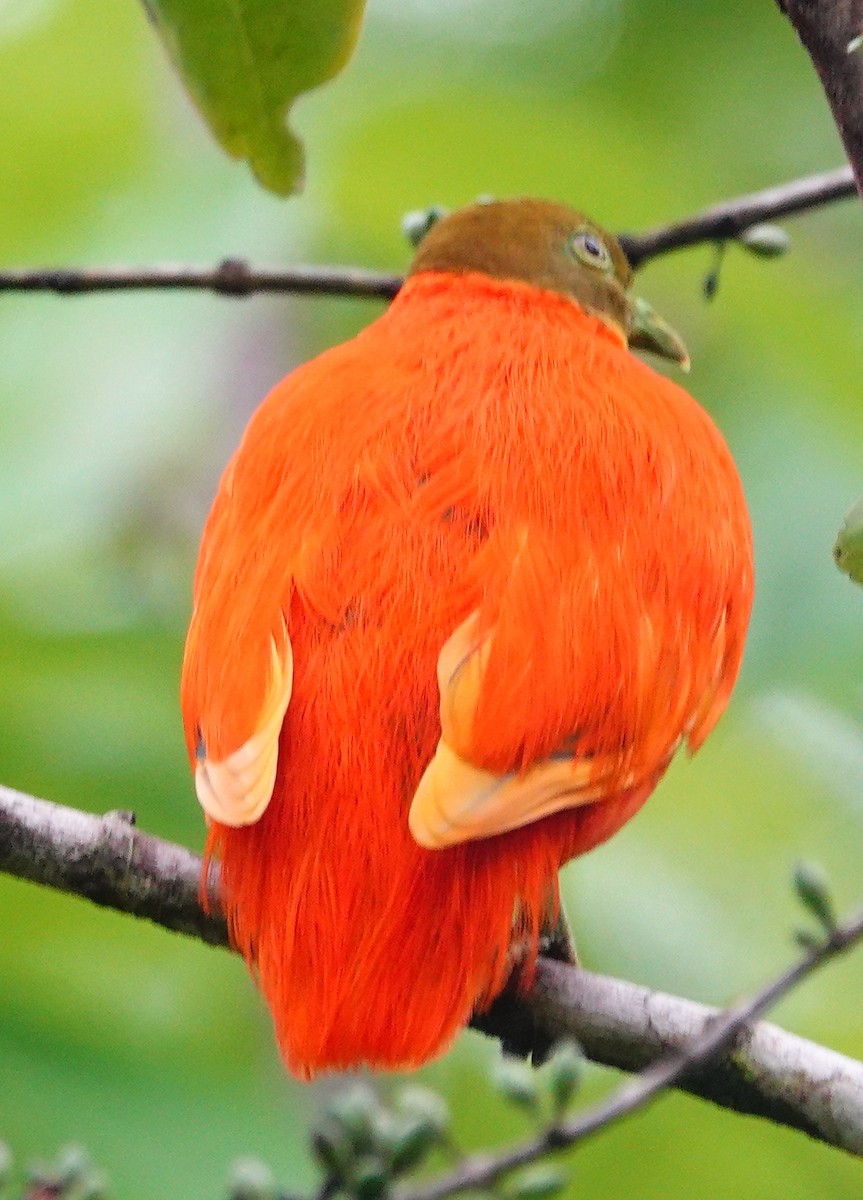 Orange Dove - ML631297923