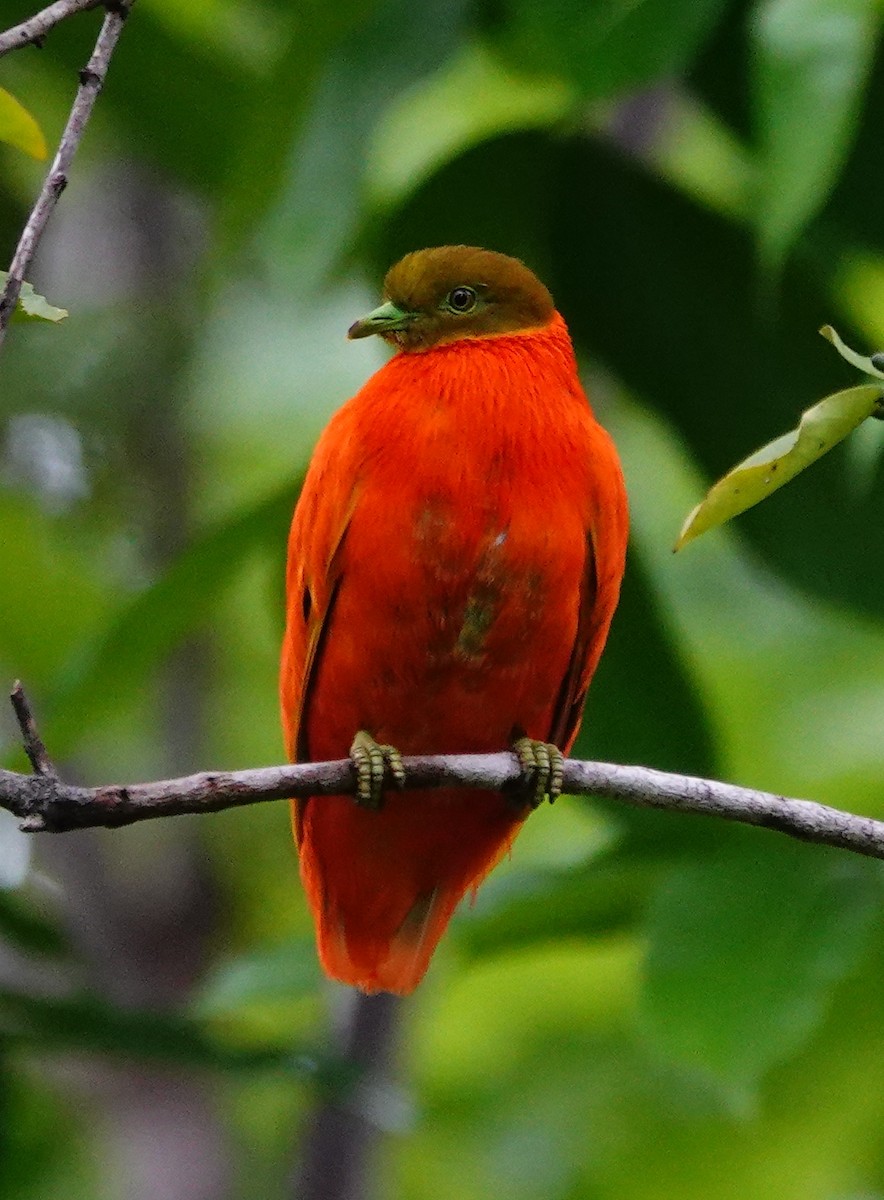 Orange Dove - ML631297924