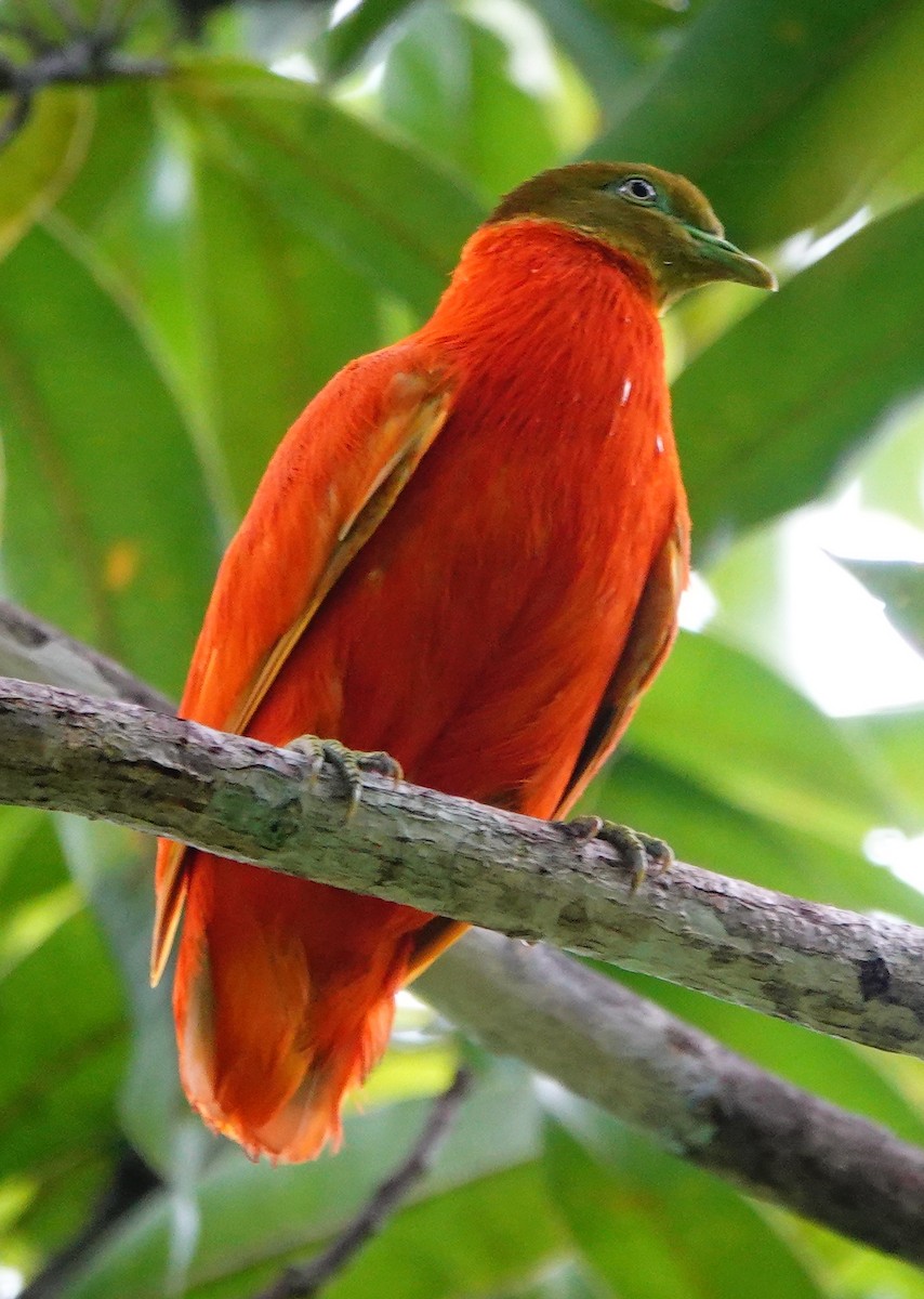Orange Dove - ML631297925