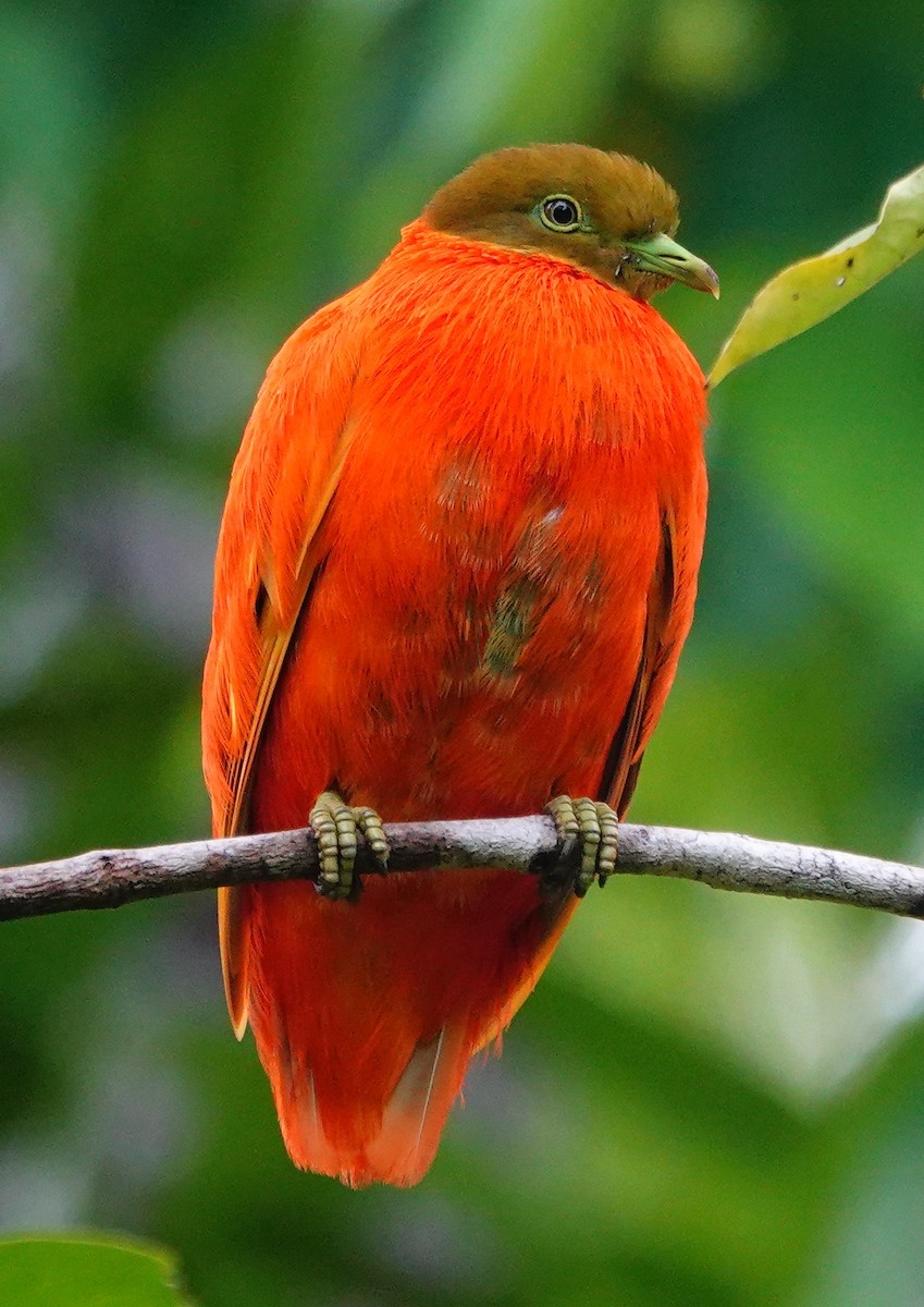 Orange Dove - ML631297926