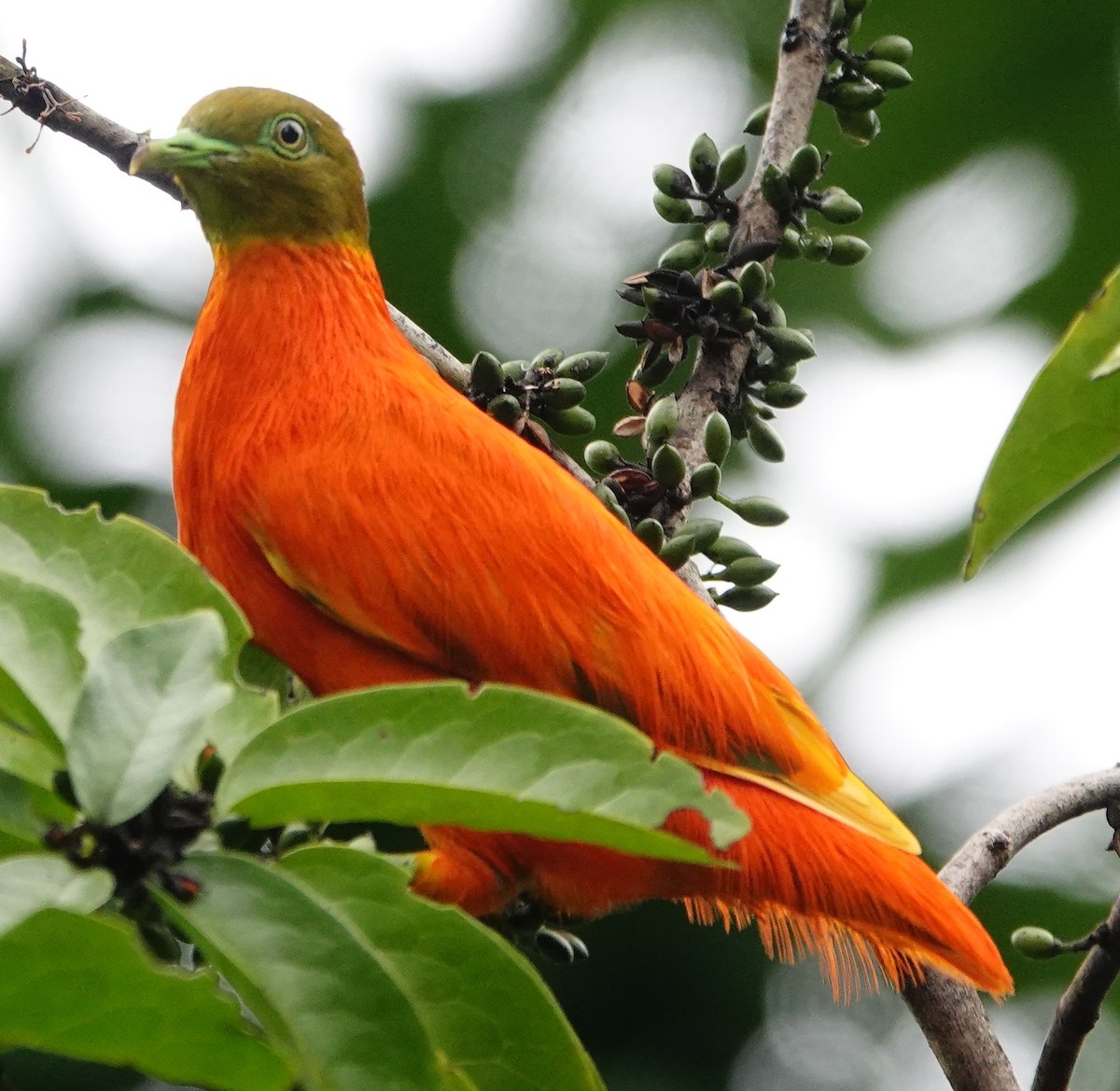 Orange Dove - ML631297928