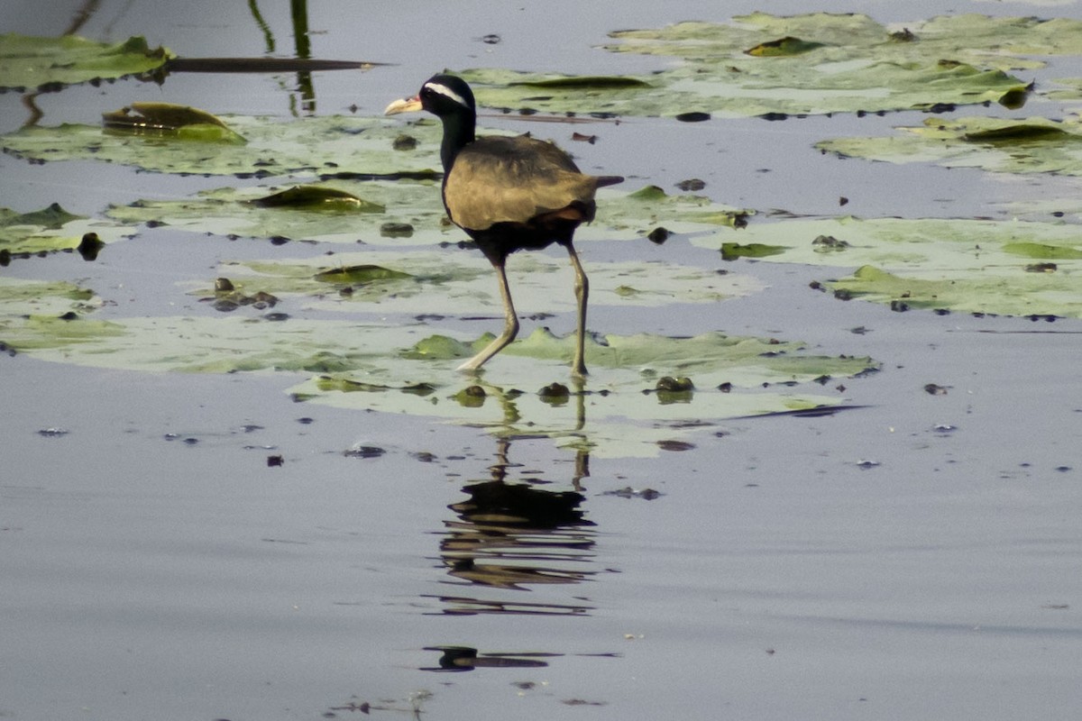 Bronze-winged Jacana - ML631298136