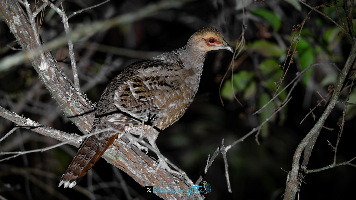 Mrs. Hume's Pheasant - ML631298172