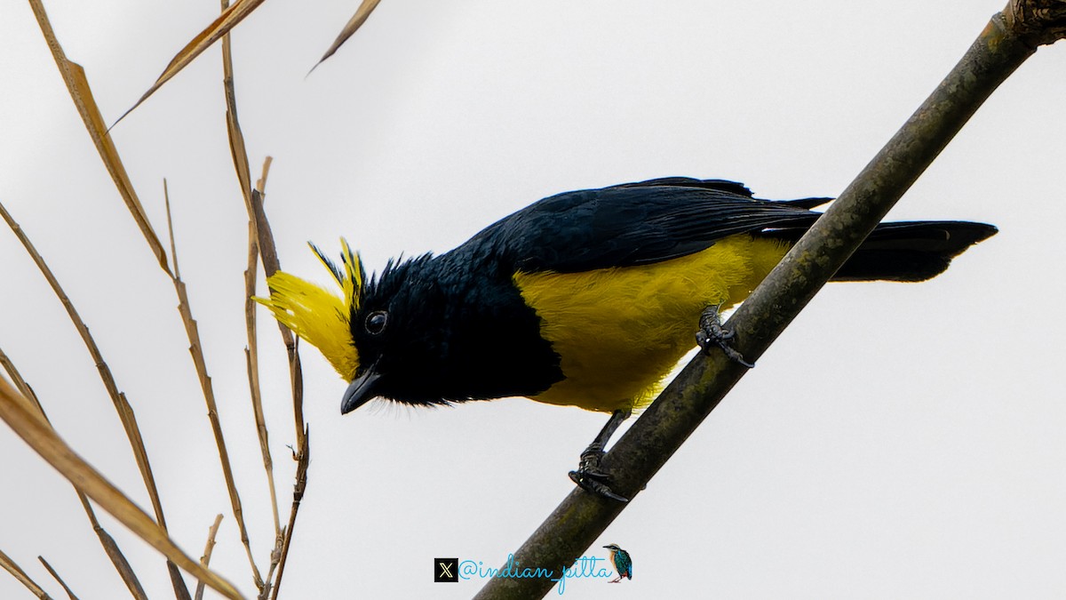 Sultan Tit (Yellow-crested) - ML631298188