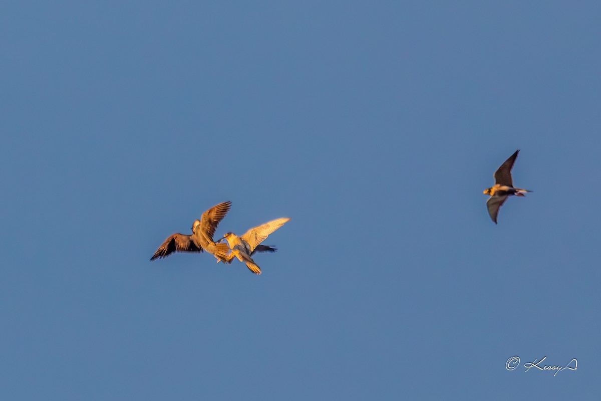 Falco pellegrino - ML631298263