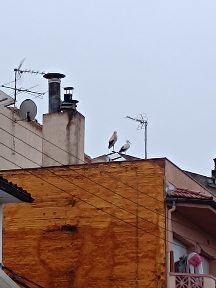 White Stork - ML631298416