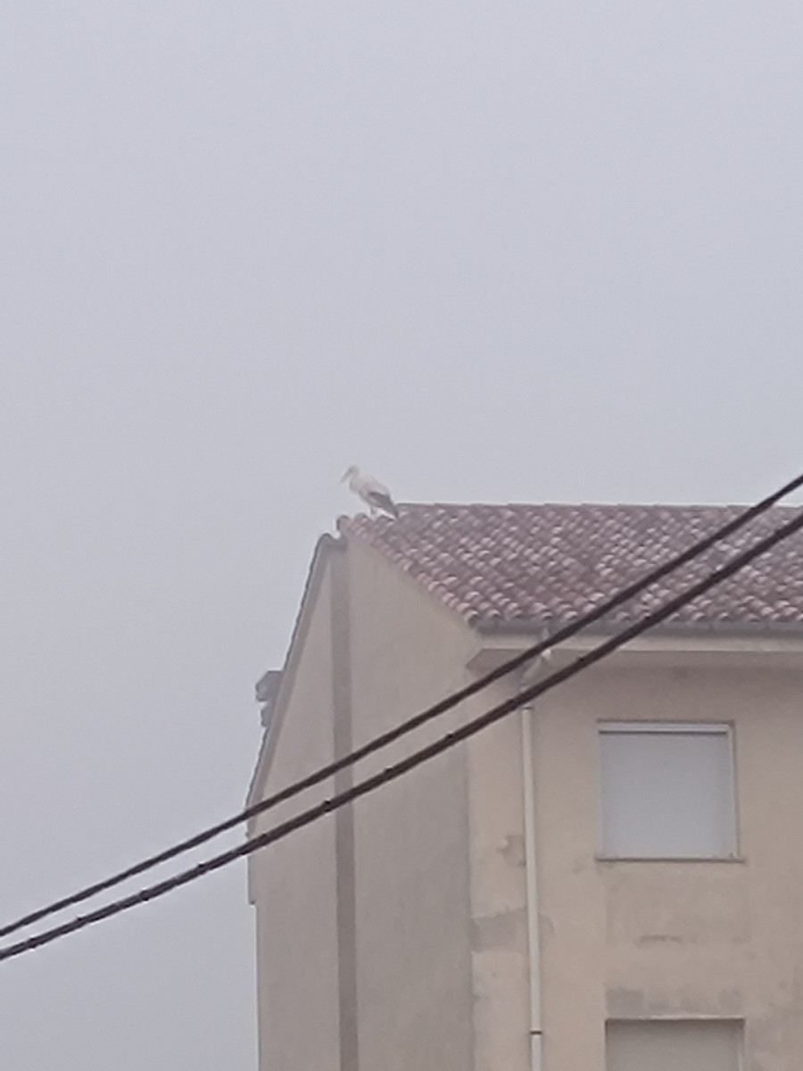 White Stork - ML631298417