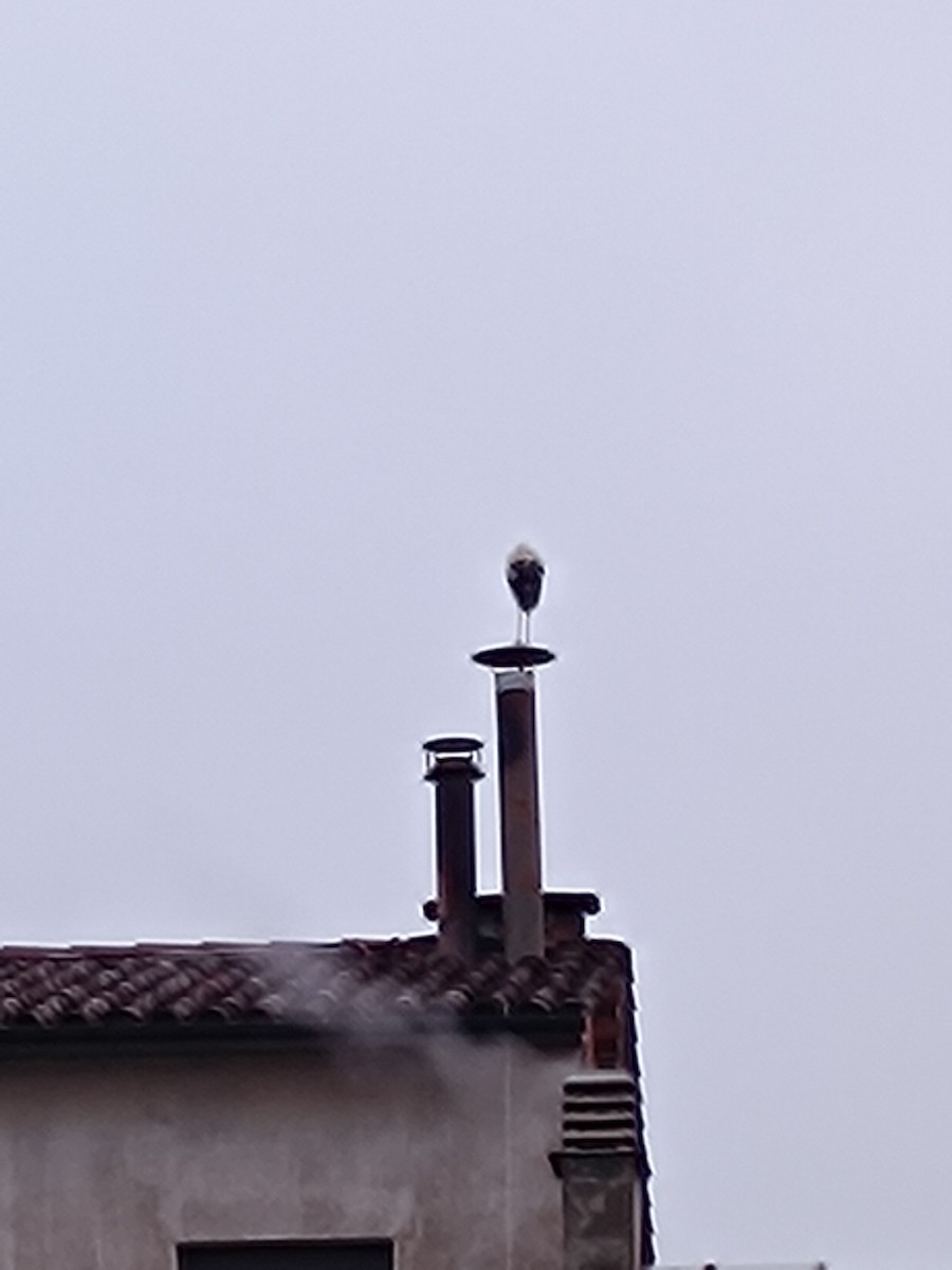 White Stork - ML631298418