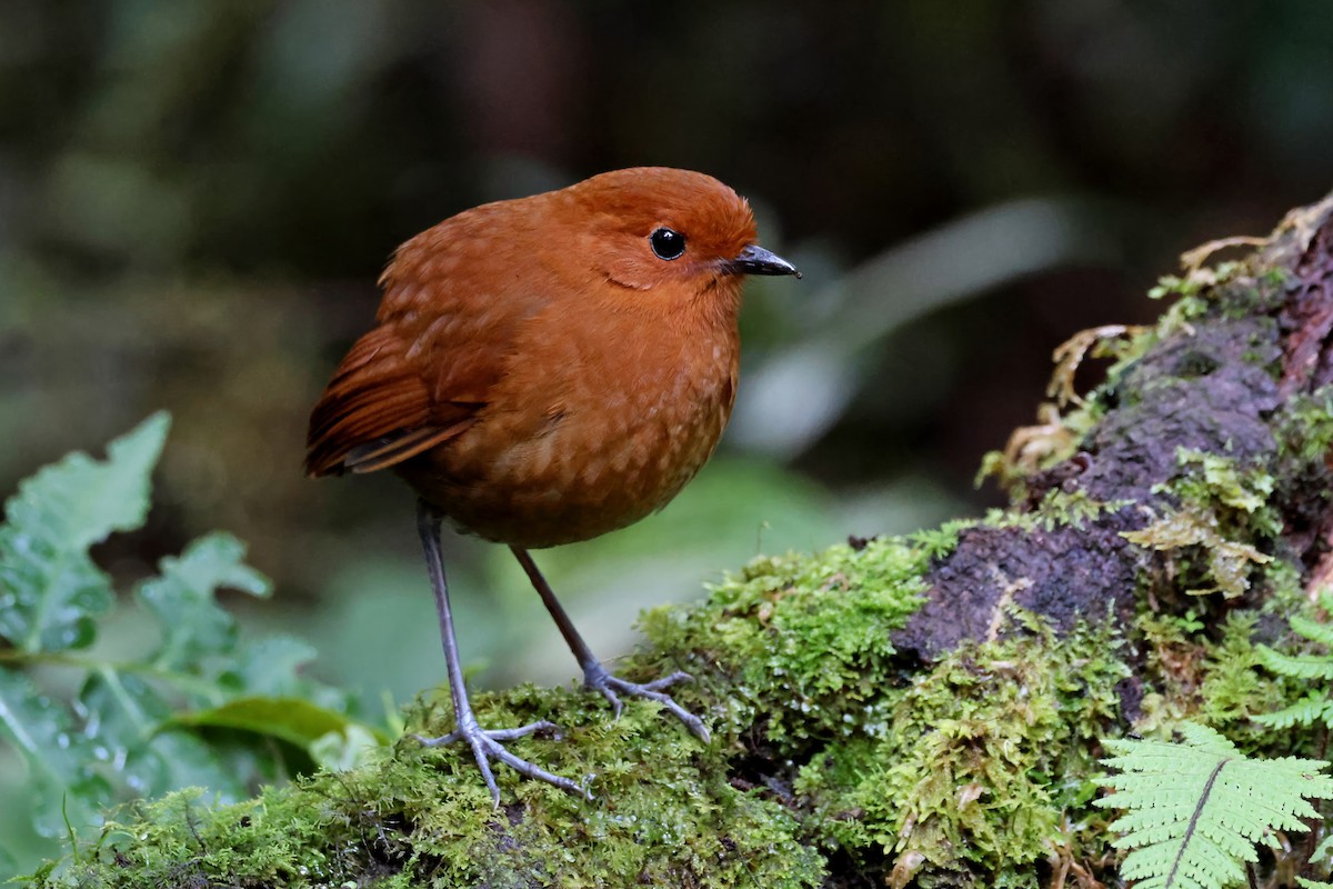 Chestnut Antpitta - ML631298438