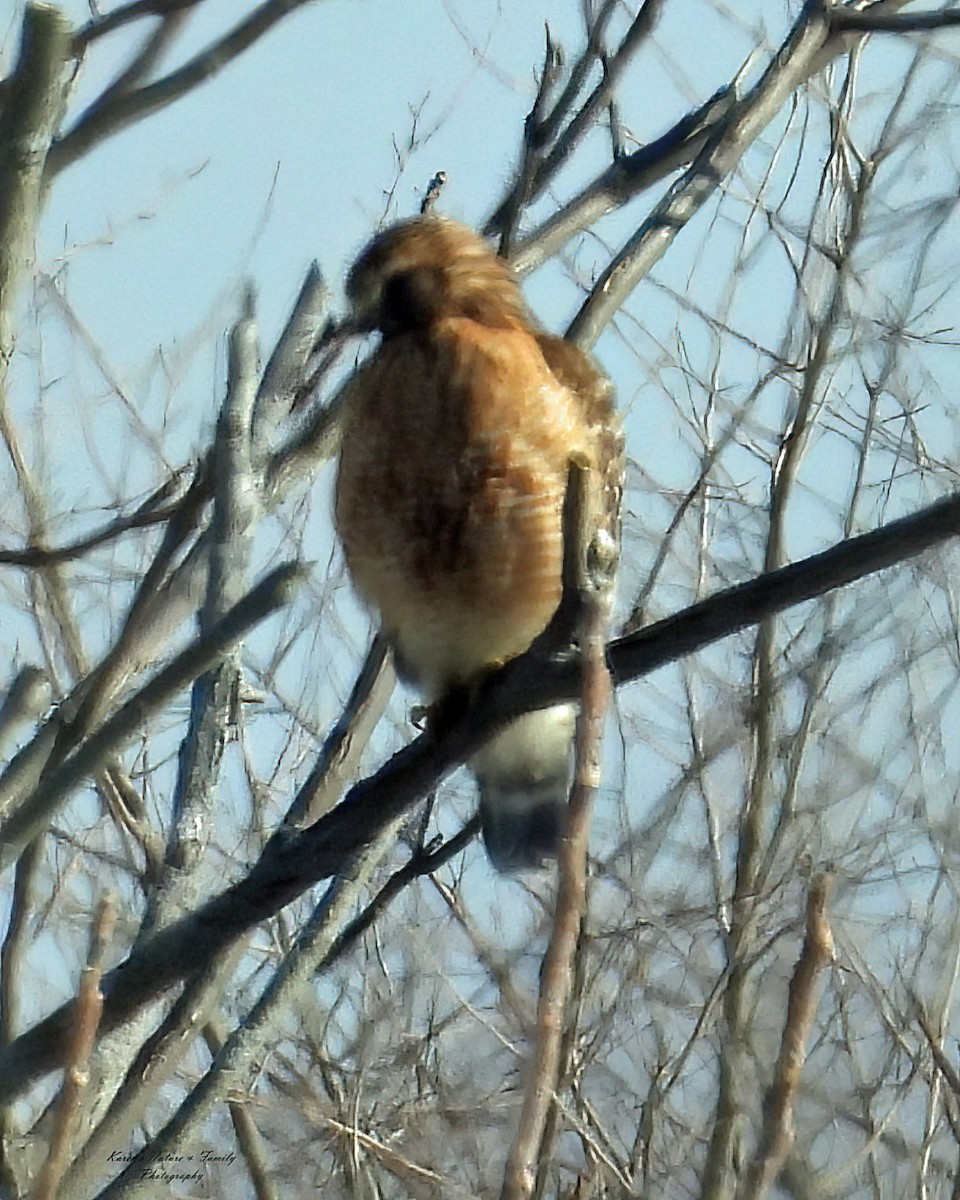 Red-shouldered Hawk - ML631298453