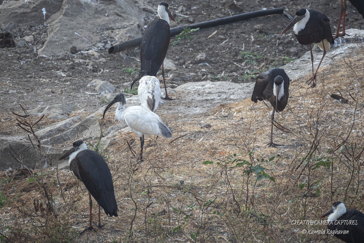 Black-headed Ibis - ML631298455