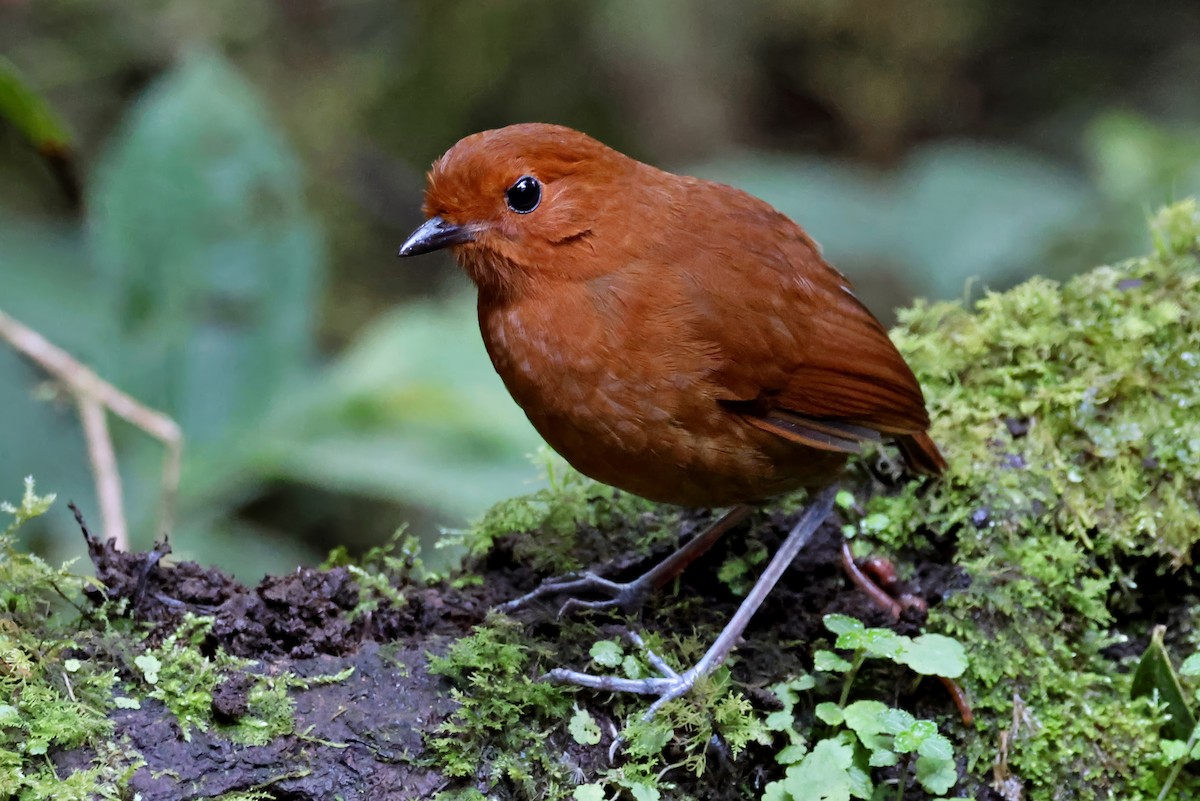 Chestnut Antpitta - ML631298550