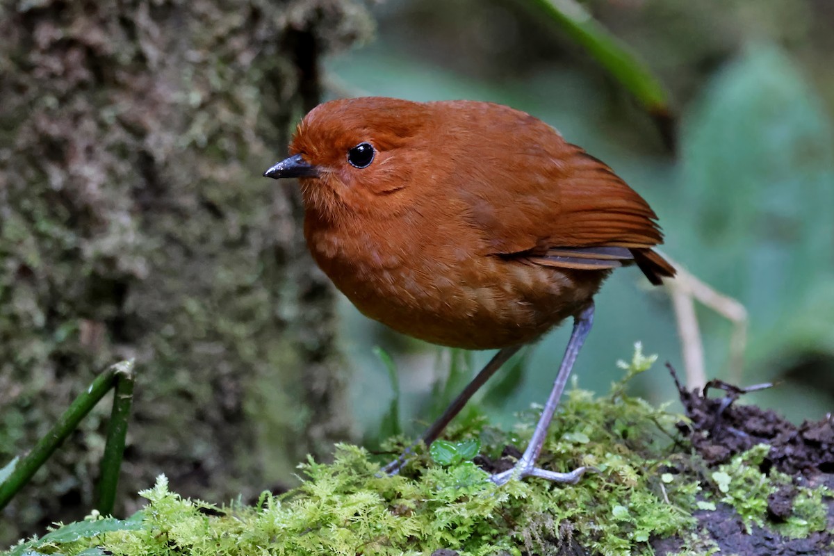Chestnut Antpitta - ML631298551