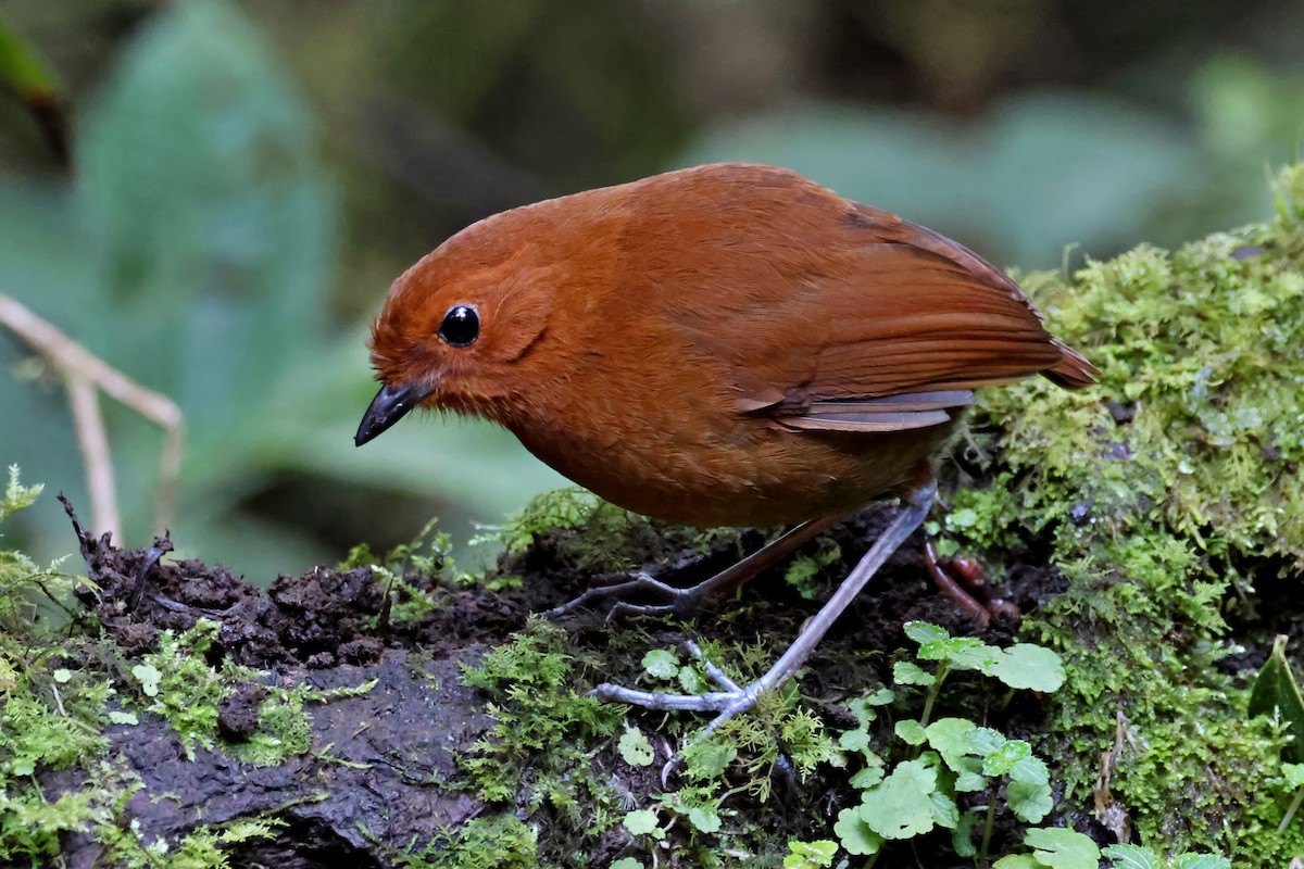 Chestnut Antpitta - ML631298552