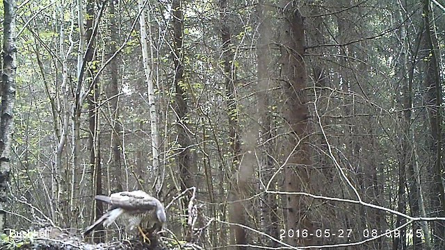 krahujec obecný - ML631298553