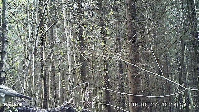 krahujec obecný - ML631298570