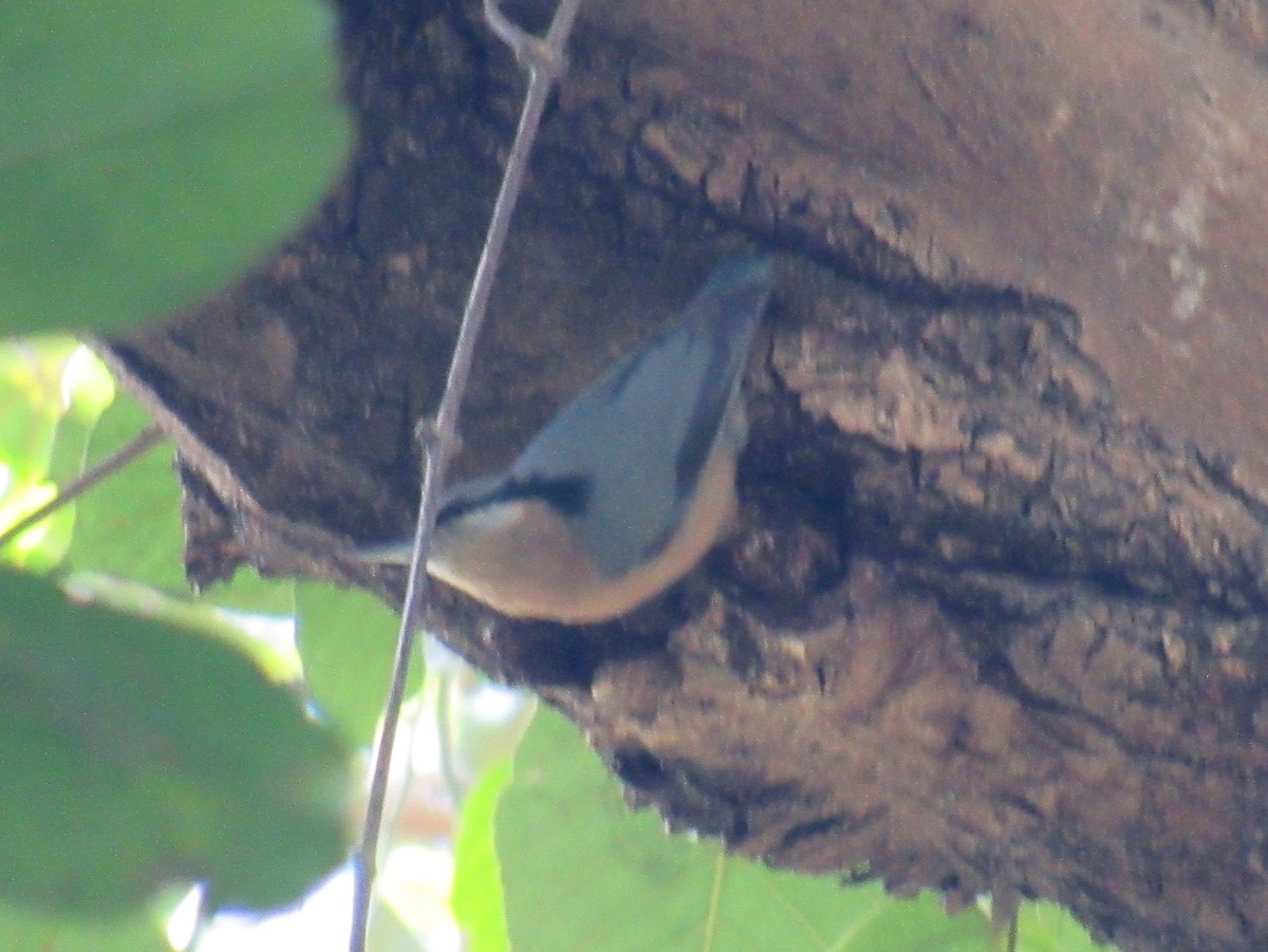 Chestnut-bellied Nuthatch - ML631298580