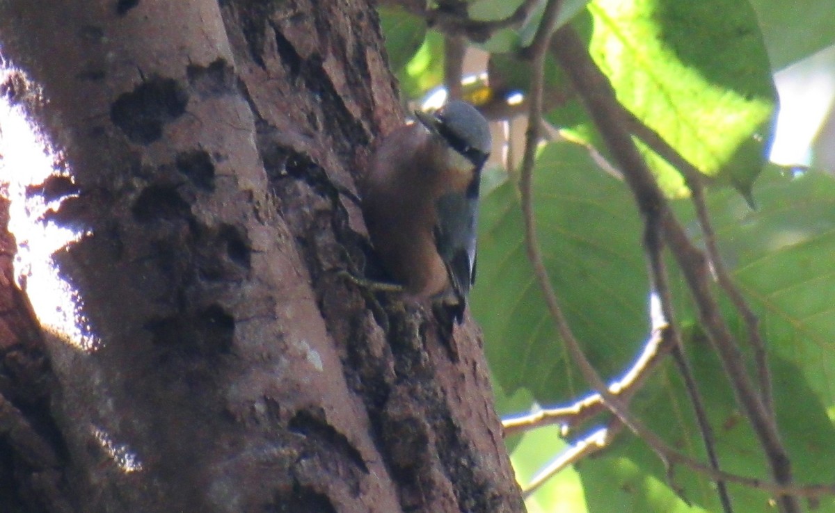 Chestnut-bellied Nuthatch - ML631298581