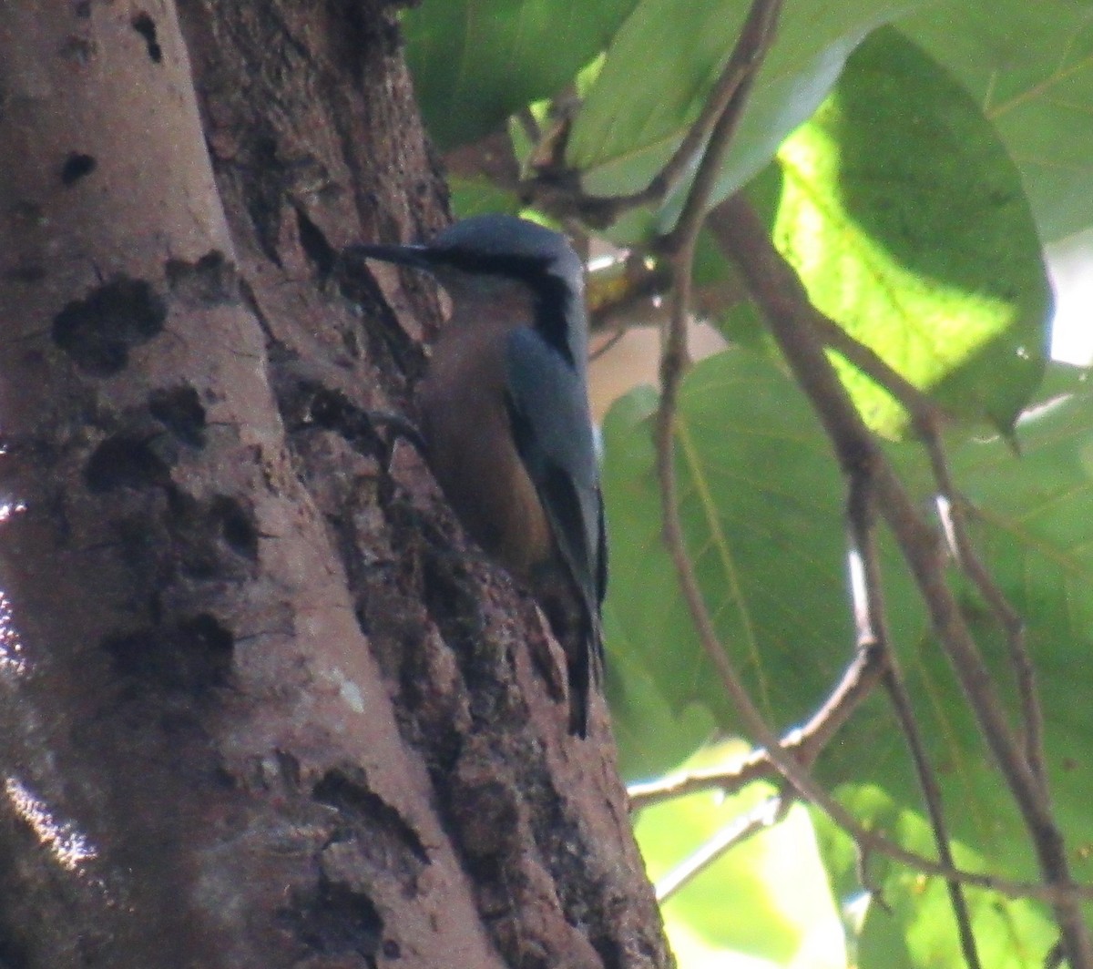 Chestnut-bellied Nuthatch - ML631298582