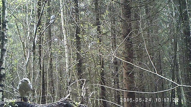 krahujec obecný - ML631298591