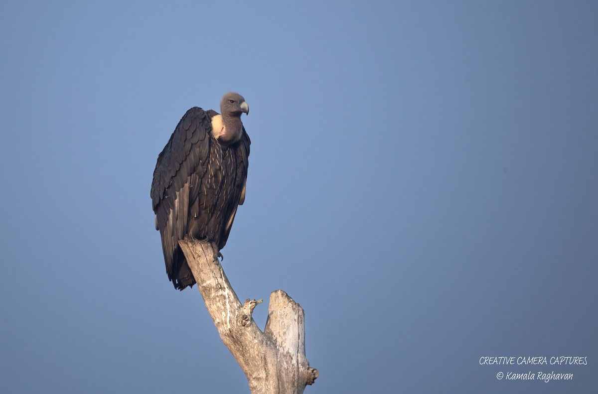 White-rumped Vulture - ML631298683