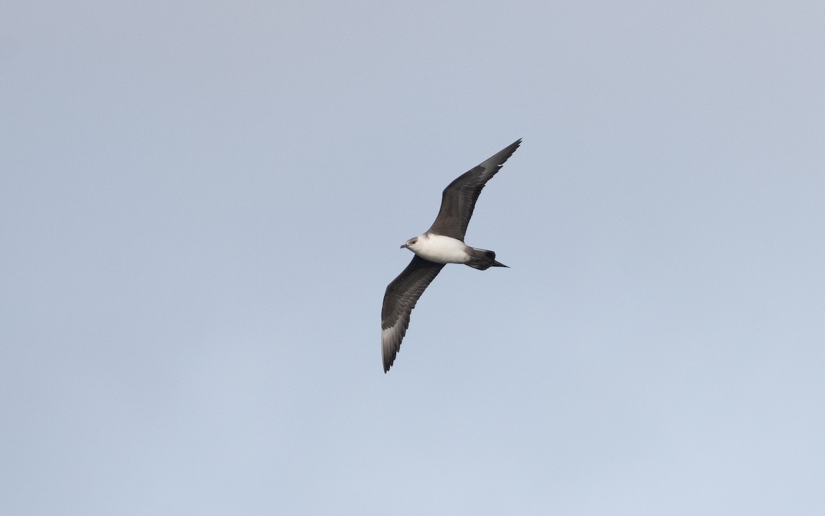 Parasitic Jaeger - ML631298790