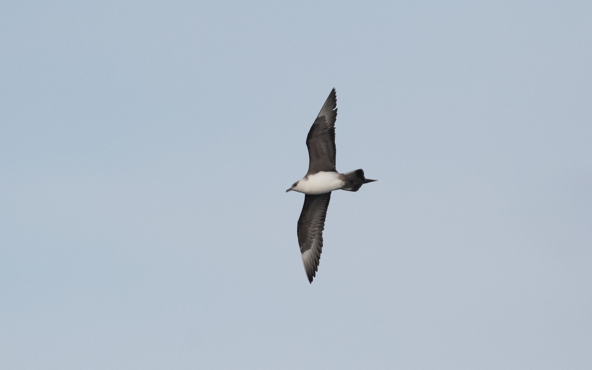 Parasitic Jaeger - ML631298791