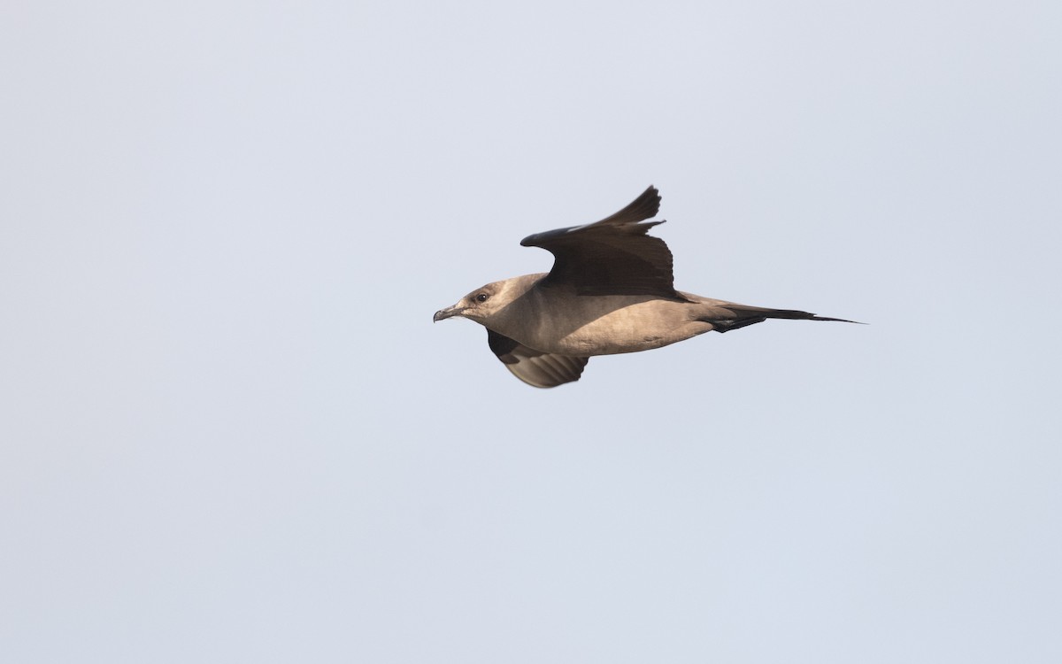 Parasitic Jaeger - ML631298792