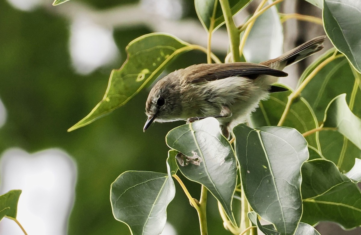 Brown Gerygone - ML631299086