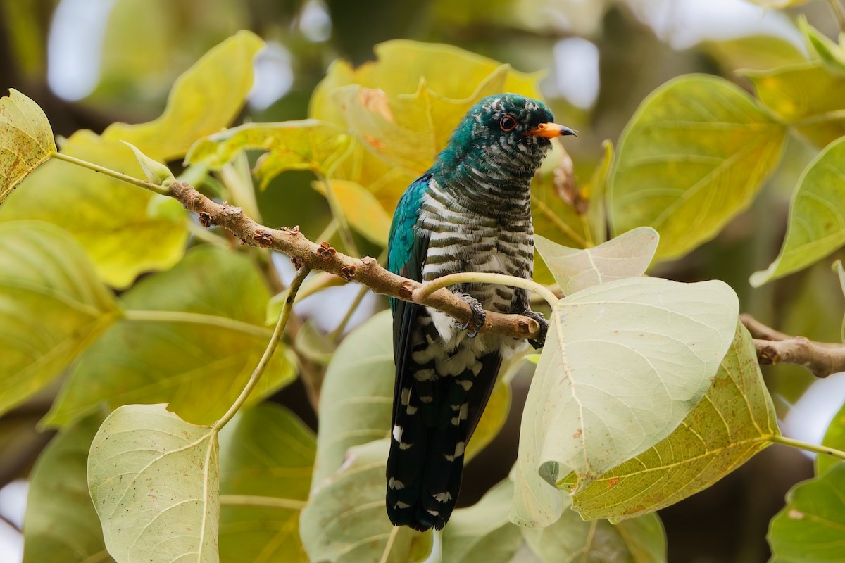 Asian Emerald Cuckoo - ML631299118
