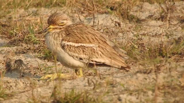 Indian Thick-knee - ML631299156