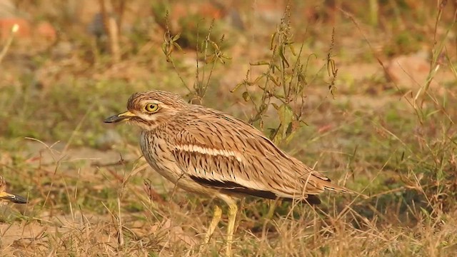 Indian Thick-knee - ML631299166