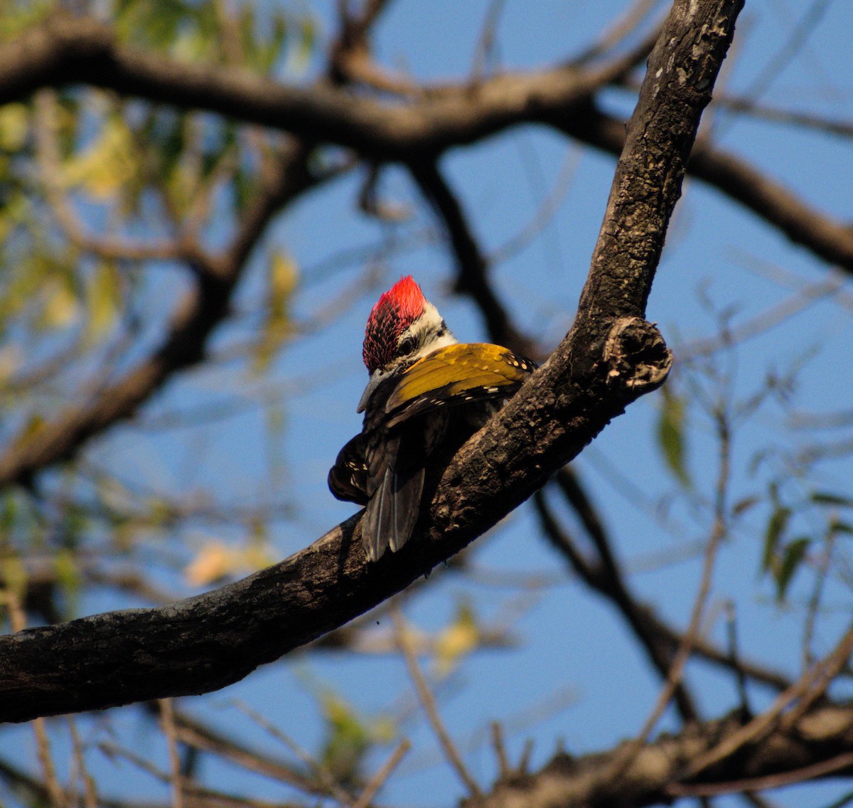 Black-rumped Flameback - ML631299198