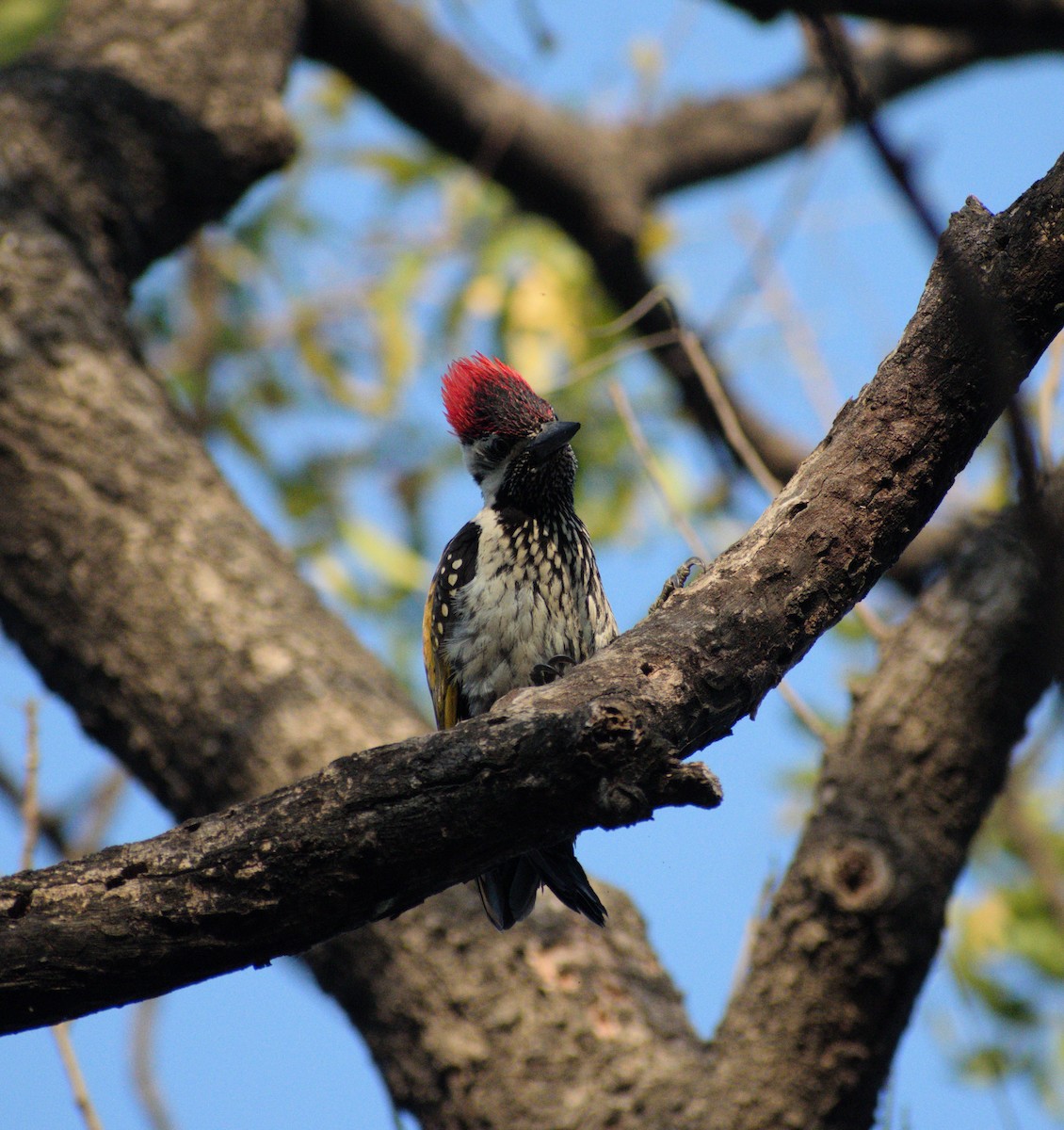 Black-rumped Flameback - ML631299199