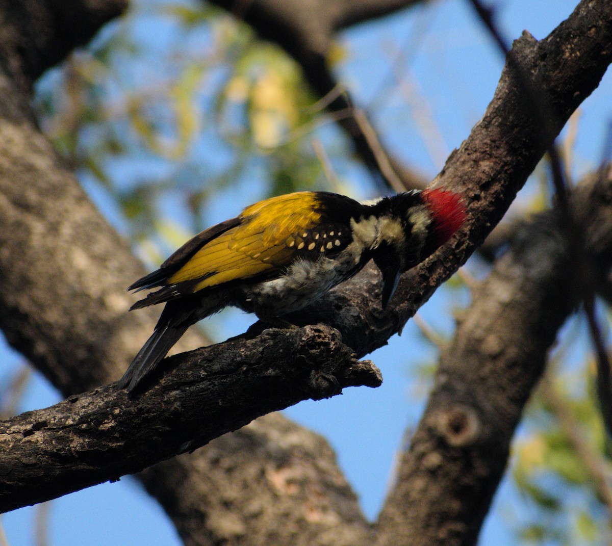 Black-rumped Flameback - ML631299200