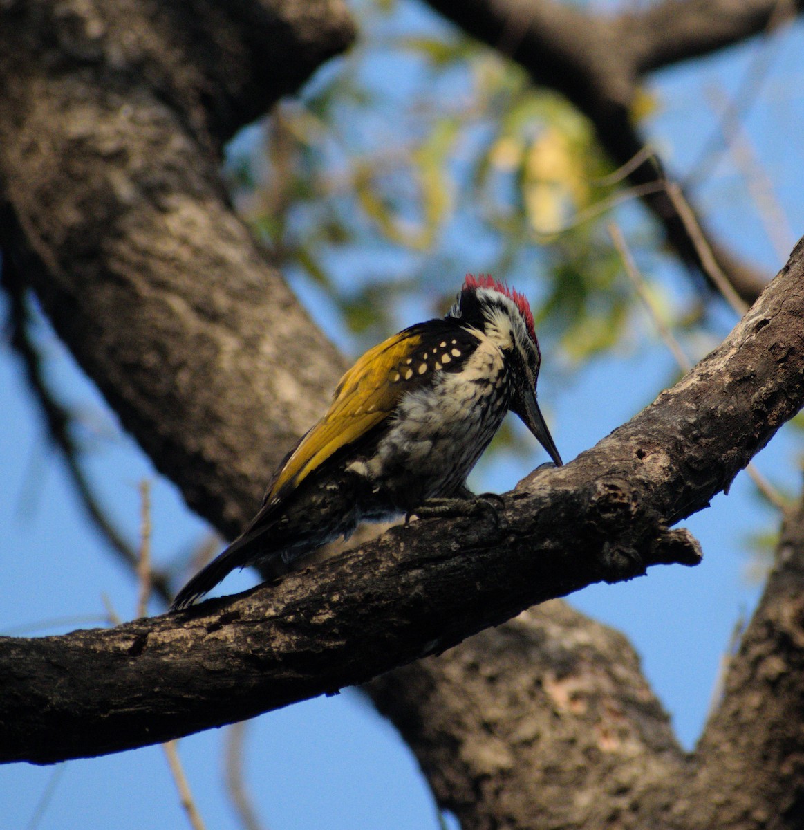 Black-rumped Flameback - ML631299201