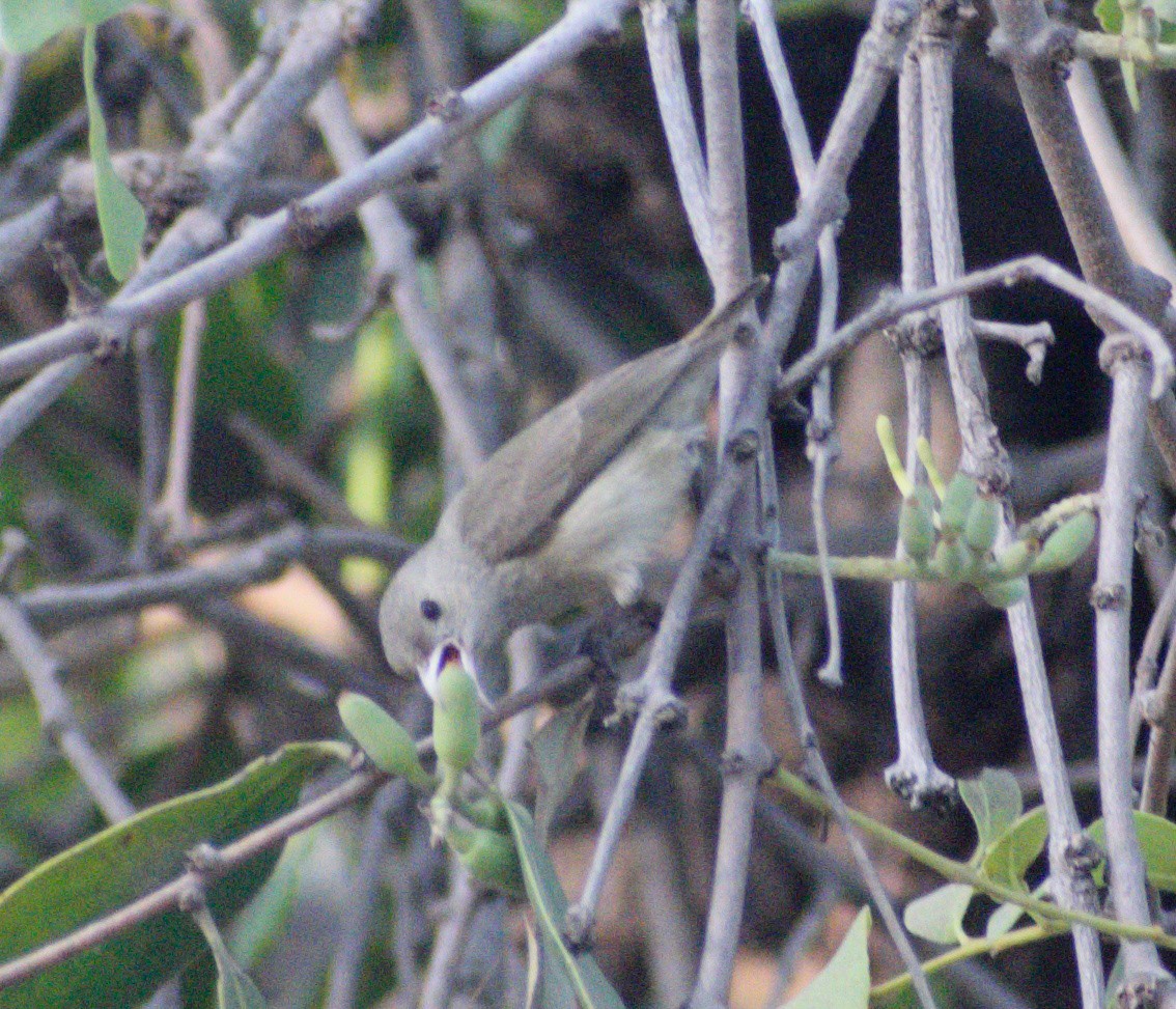 Pale-billed Flowerpecker - ML631299212