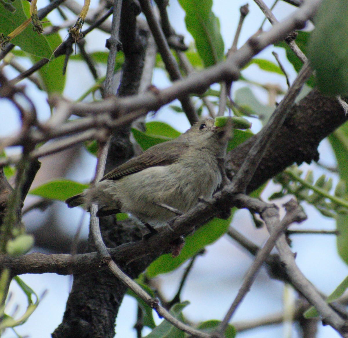 Pale-billed Flowerpecker - ML631299213