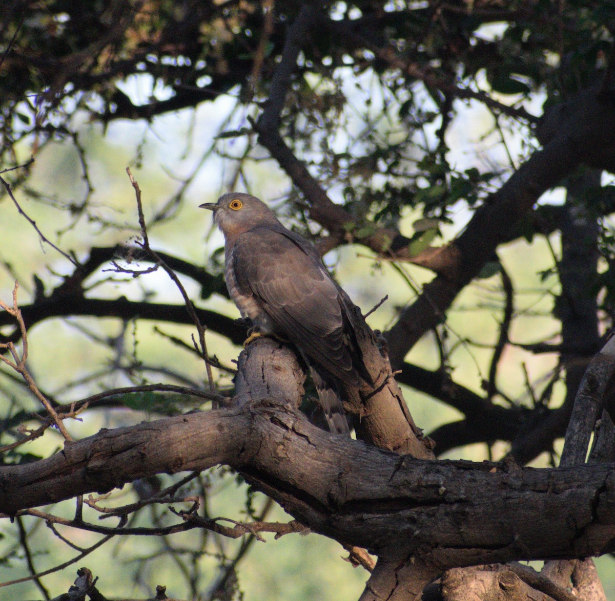 Common Hawk-Cuckoo - ML631299287