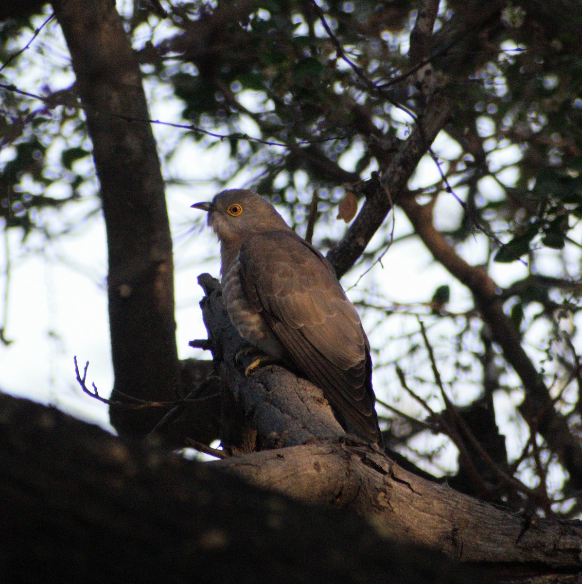Common Hawk-Cuckoo - ML631299288