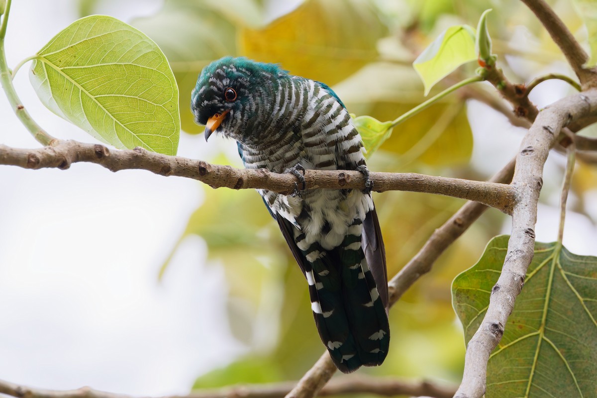 Asian Emerald Cuckoo - ML631299308