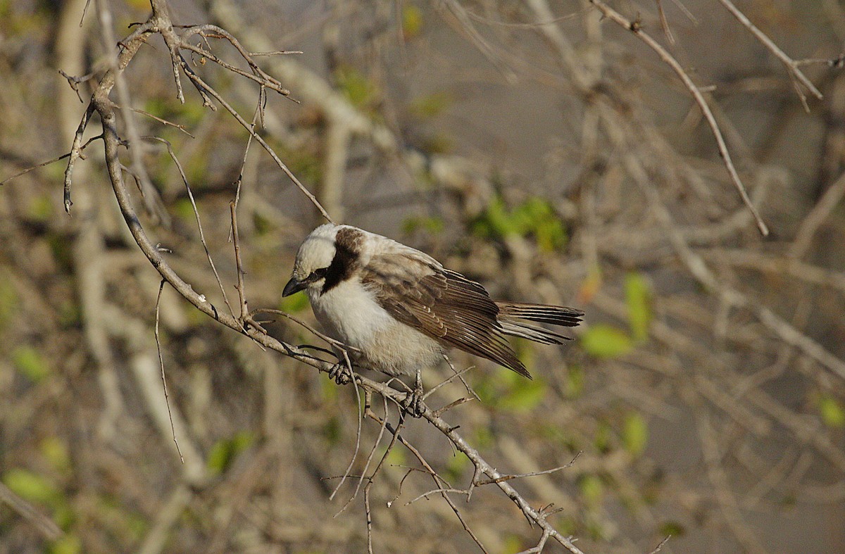 White-crowned Shrike - ML631299342