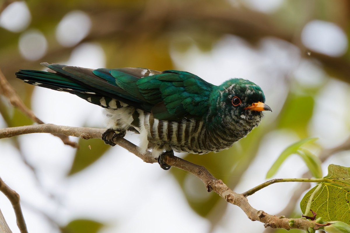Asian Emerald Cuckoo - ML631299428