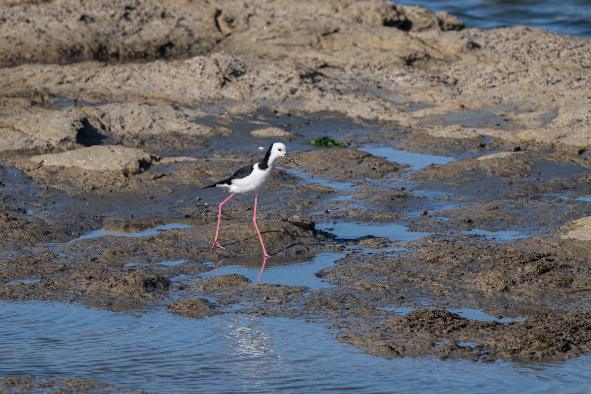 Pied Stilt - ML631299671