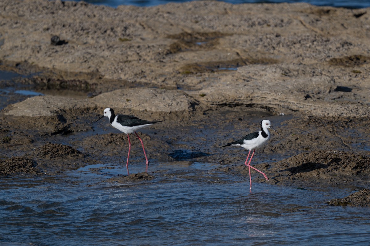 Pied Stilt - ML631299672