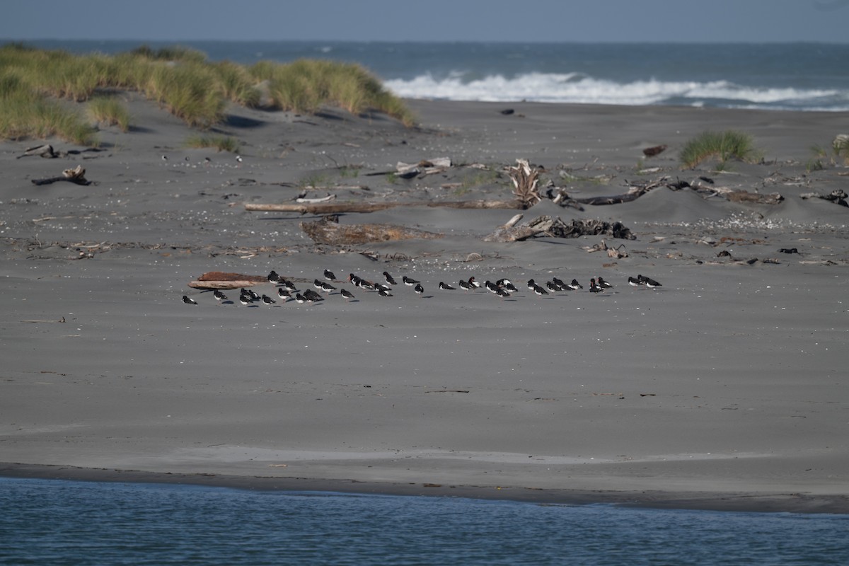 South Island Oystercatcher - ML631299680