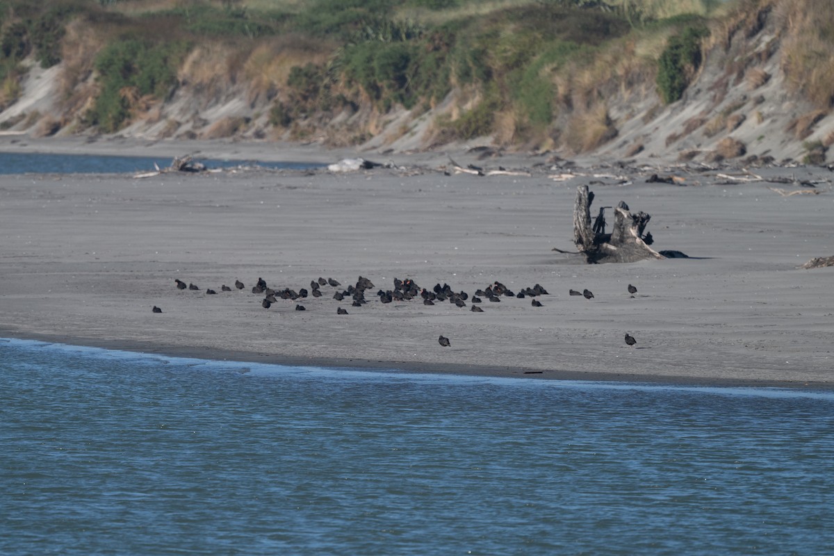 Variable Oystercatcher - ML631299684