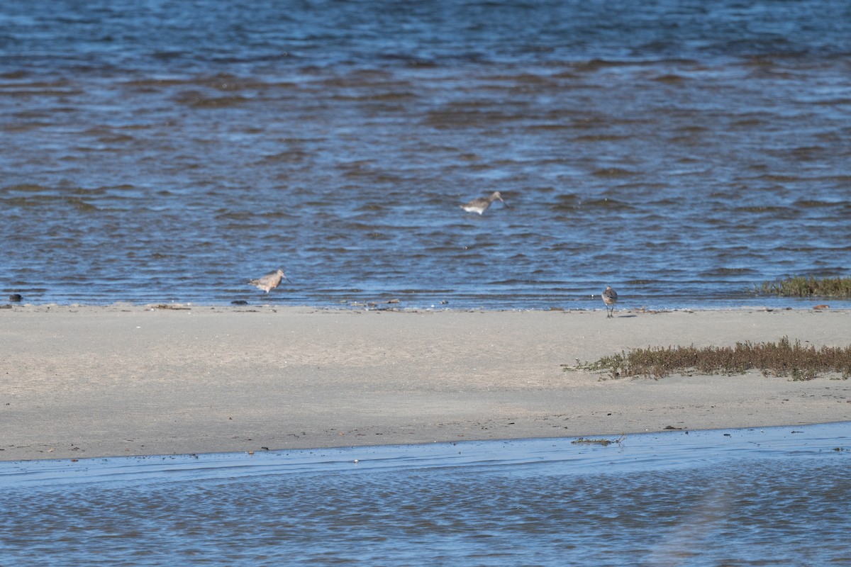 Bar-tailed Godwit - ML631299693