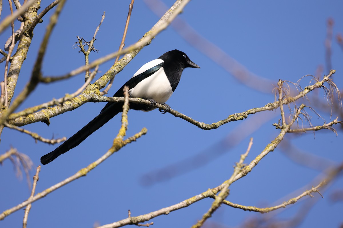 Eurasian Magpie - ML631299695